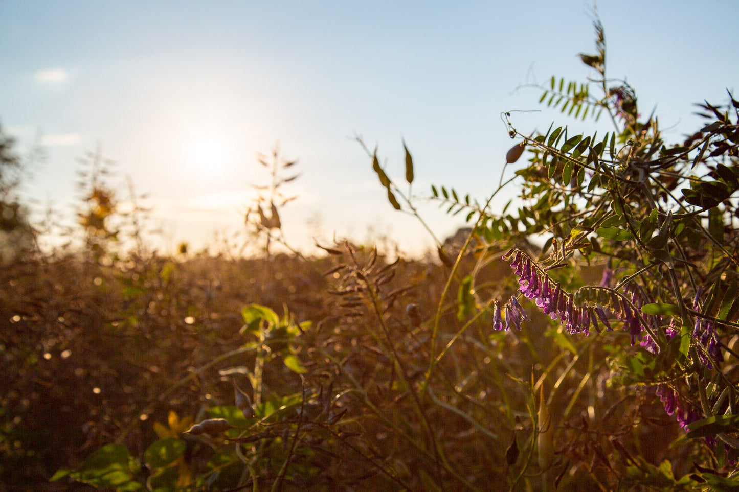 Blühwiese