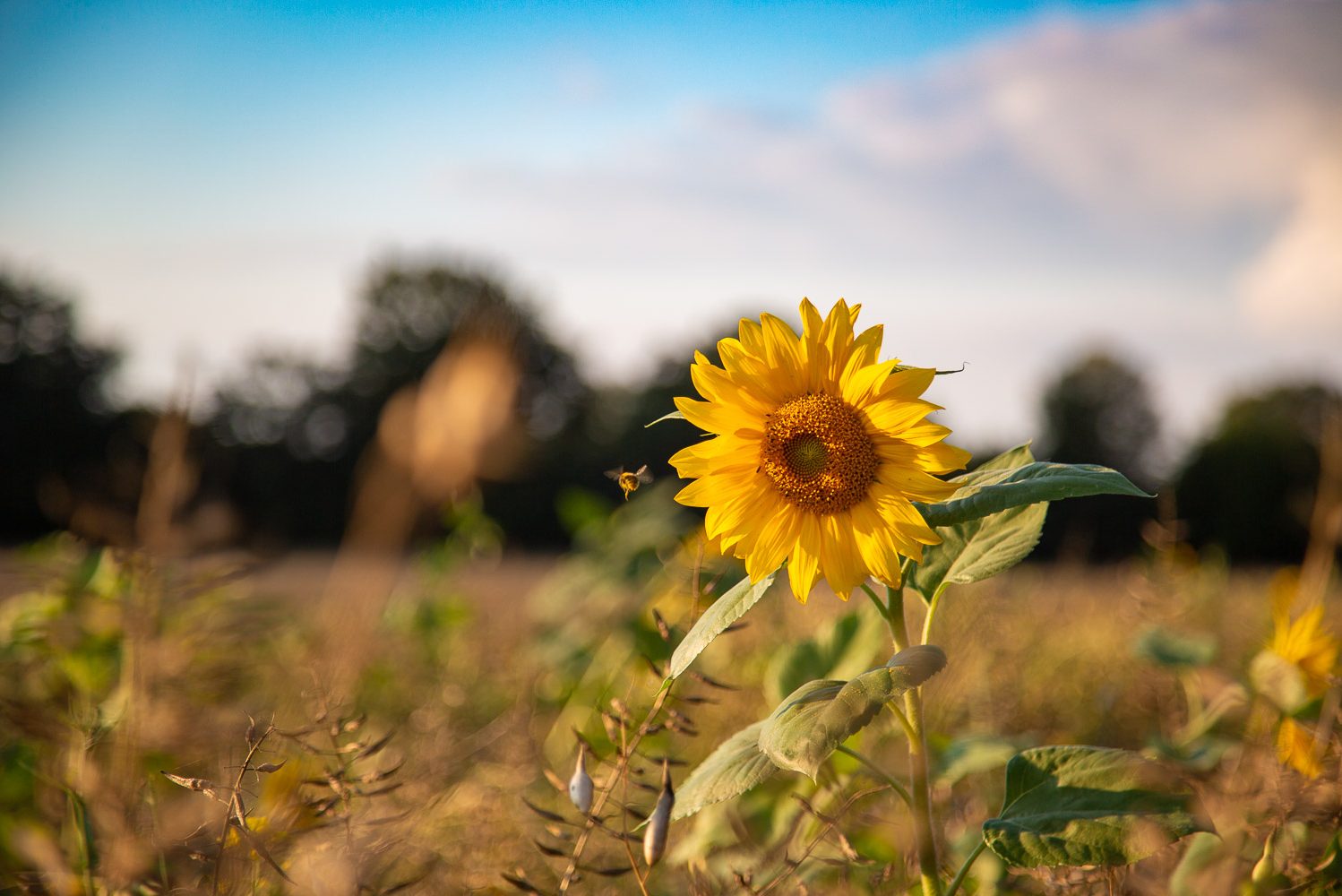 Sonnenblume Biene Natur Naturschutz Artenschutz Klimaschutz Blühwiese